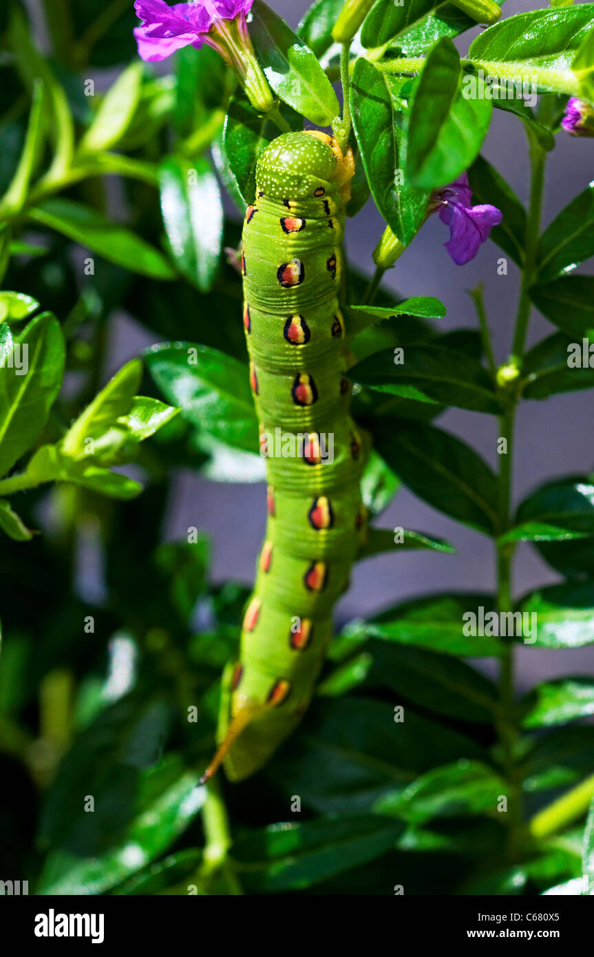 caterpillar large green horned Stock Photo - Alamy
