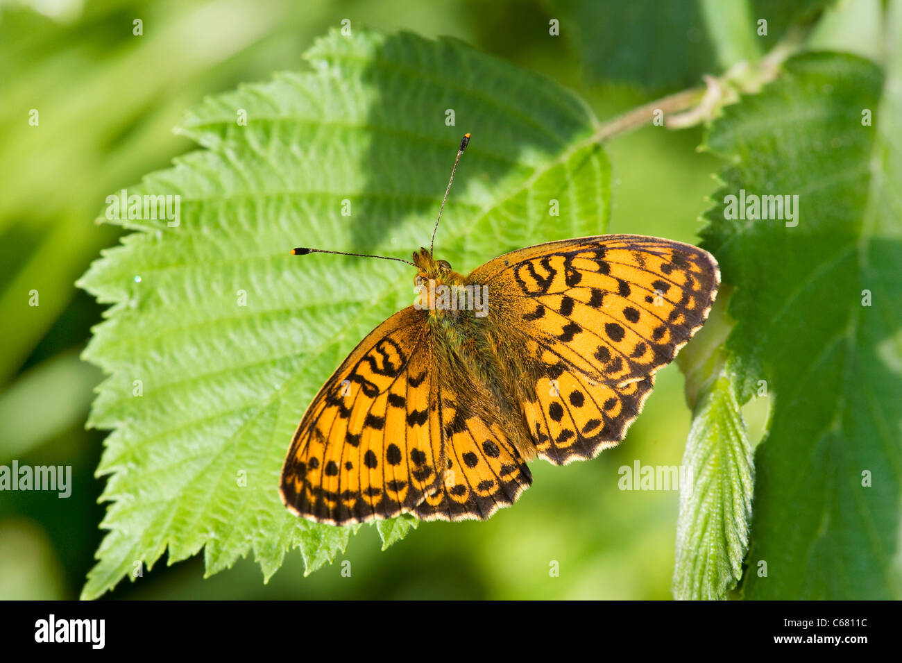 Lesser Marbled Fritillary (Brenthis ino) Stock Photo