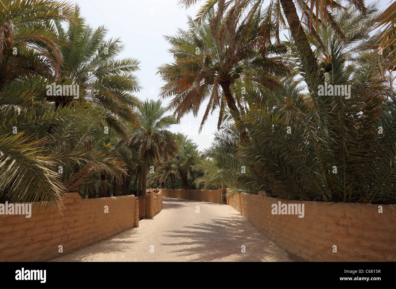 Date Palm Trees in the Oasis of Al Ain, Emirate of Abu Dhabi Stock