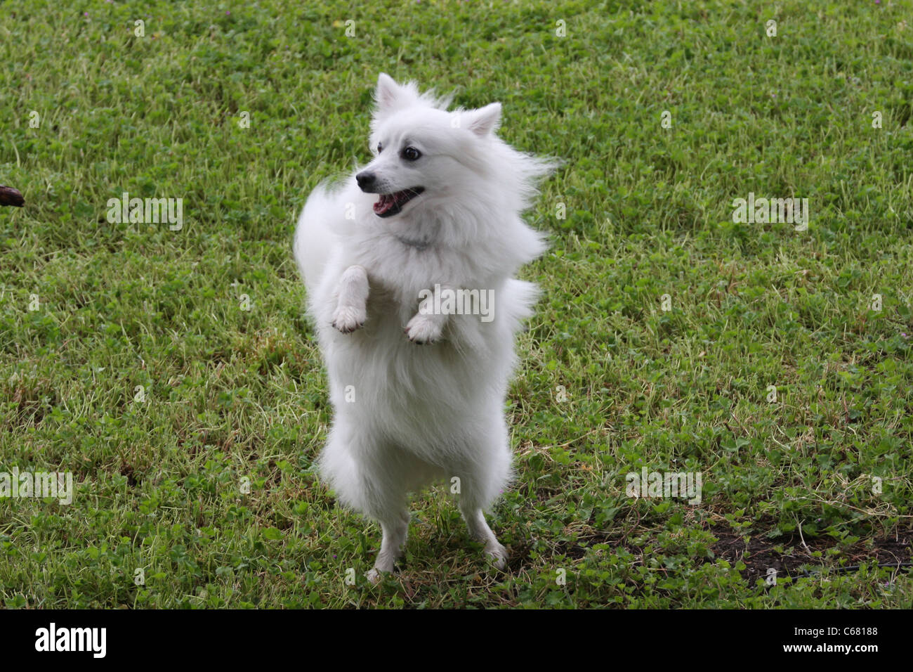 teacup american eskimo puppy