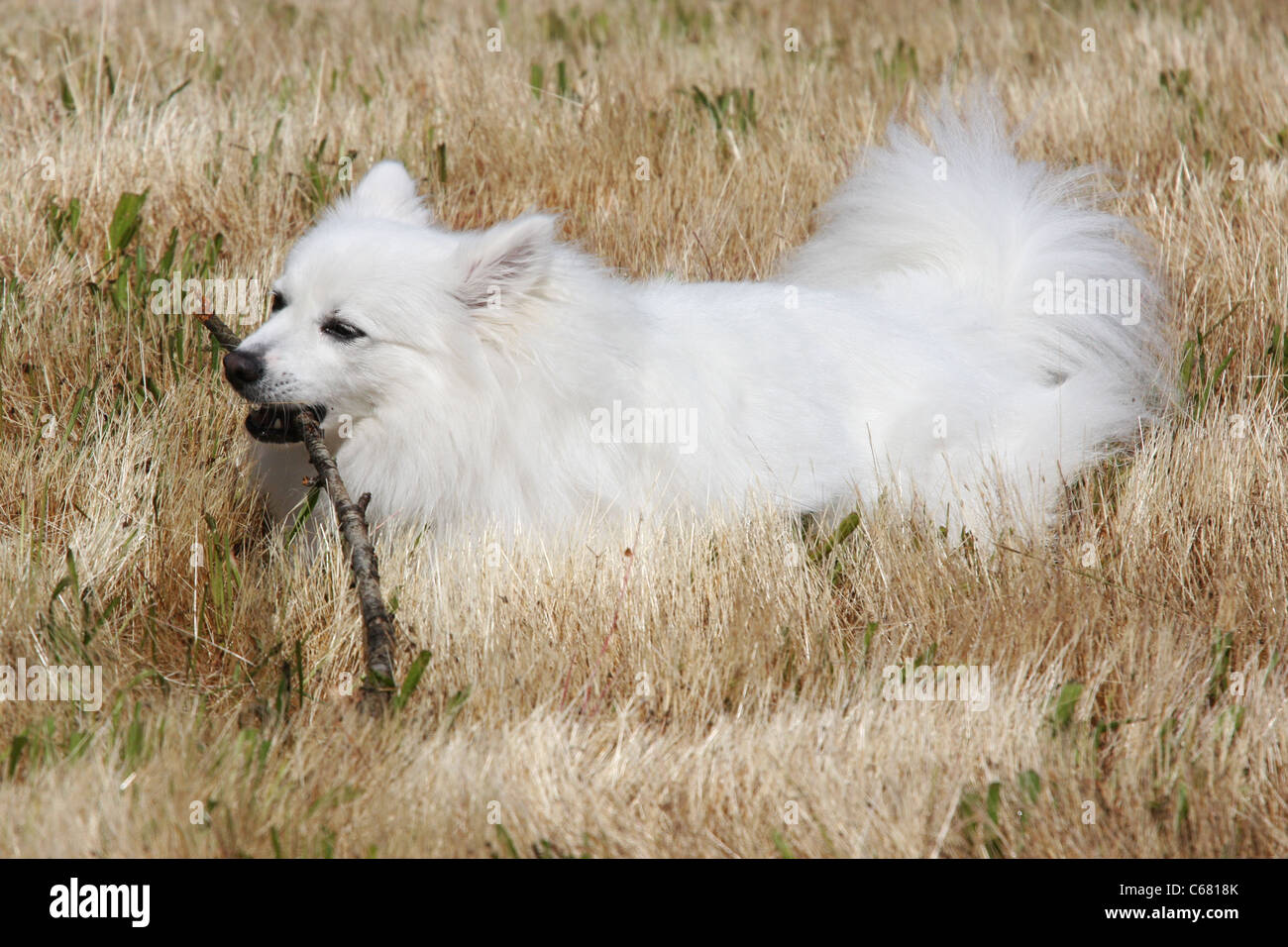 Miniature American Eskimo dog at 18 months Stock Photo