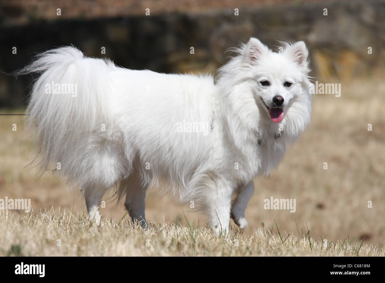 Miniature American Eskimo dog at 19 months Stock Photo