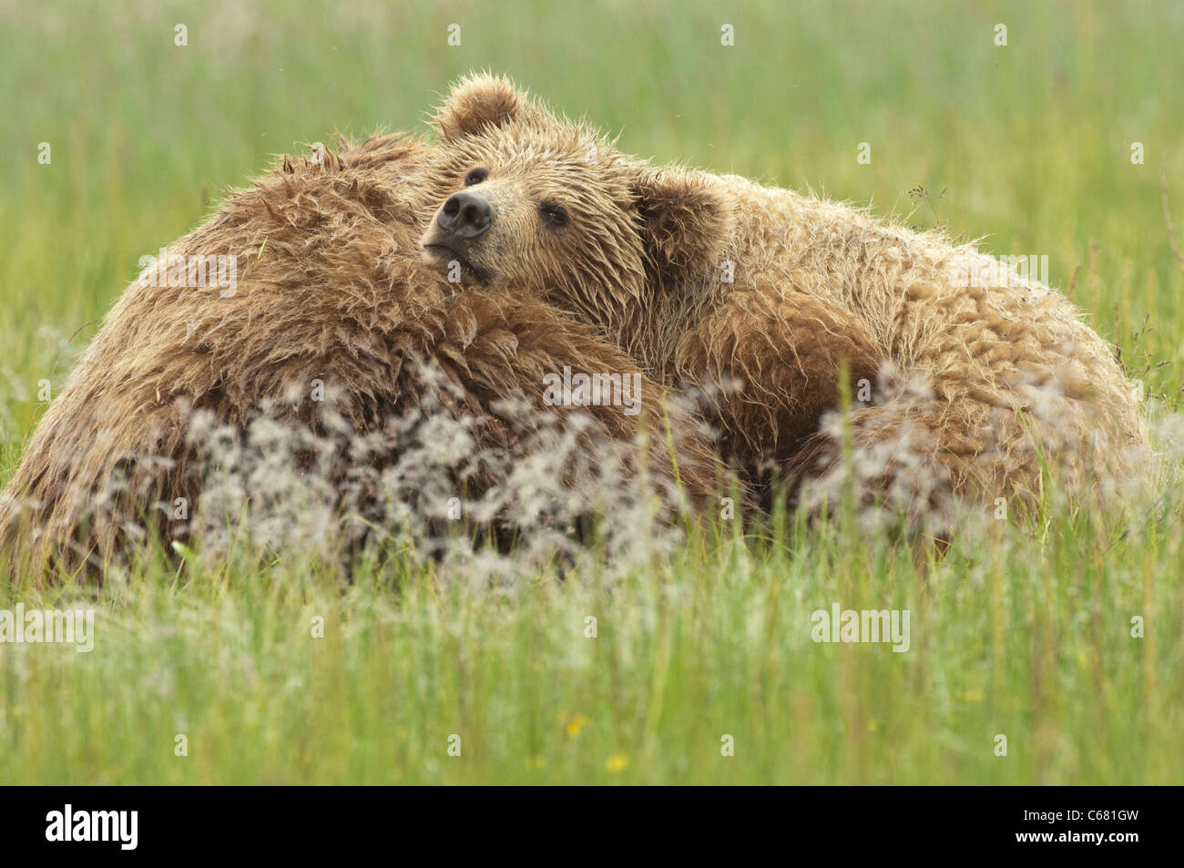 Stock photo of a bear cub resting on her mom after nursing. Stock Photo