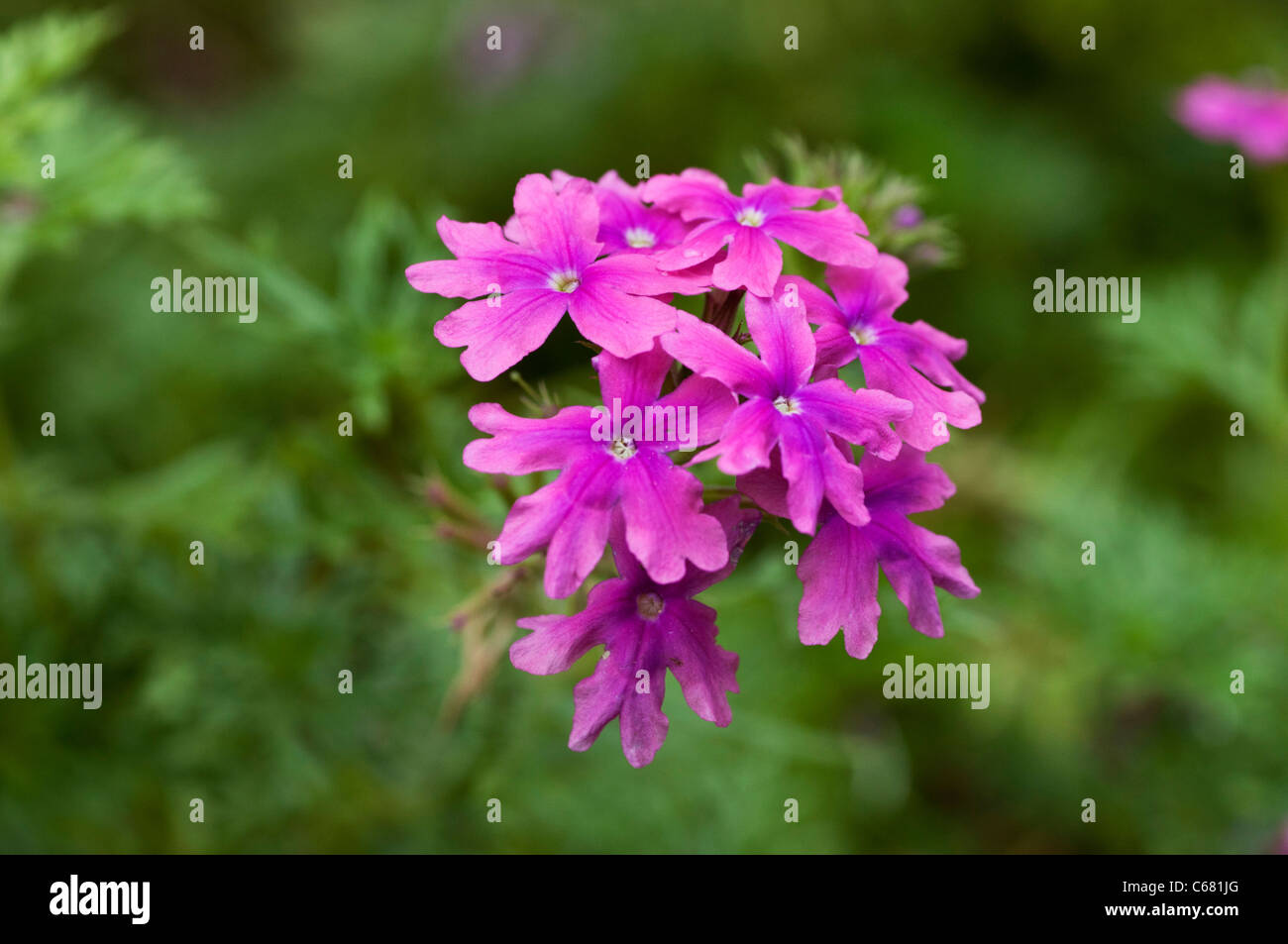 Brighly bloomes Verbena flower isolated on green Stock Photo