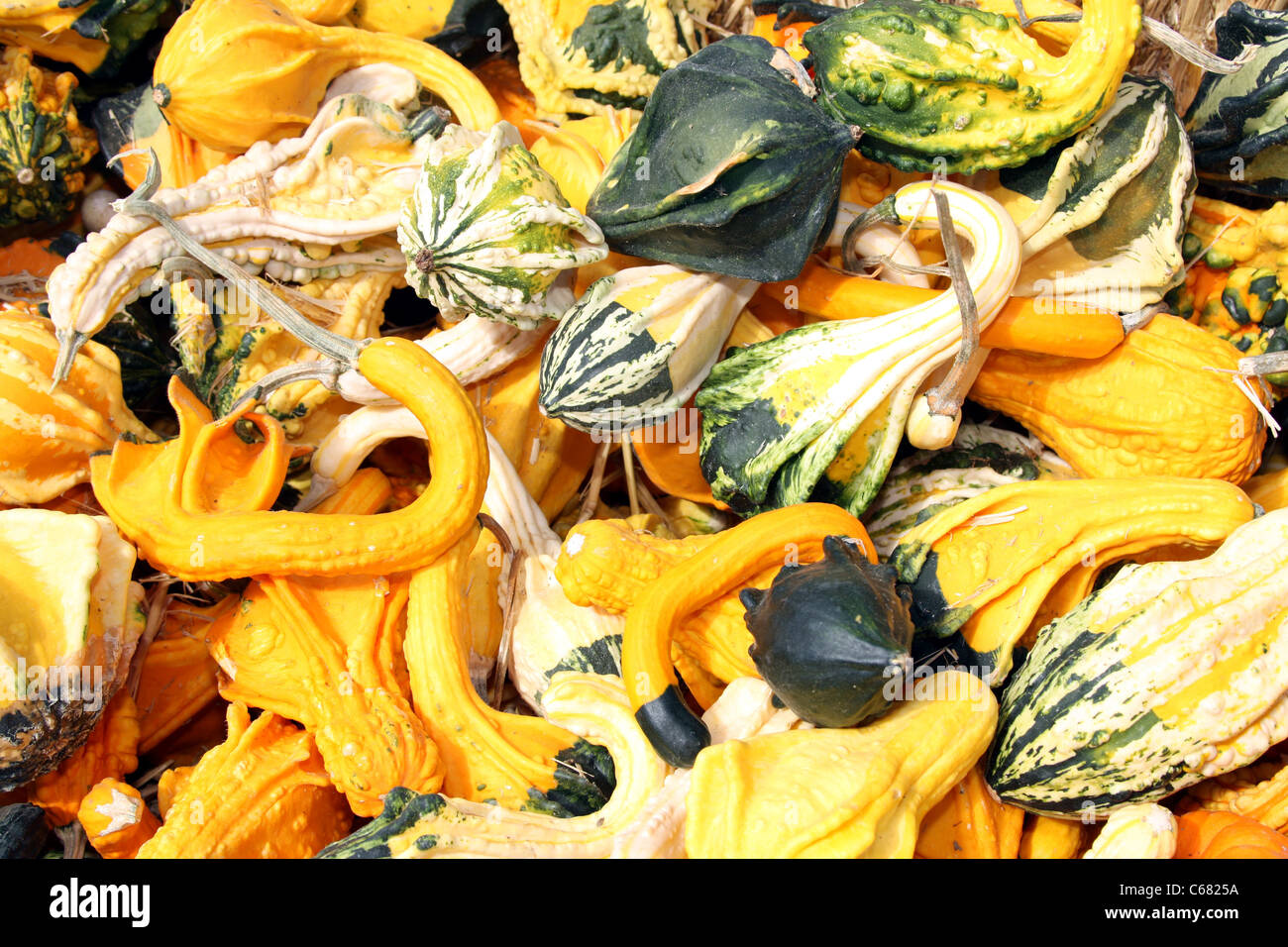 Gourds and squash mix Stock Photo Alamy
