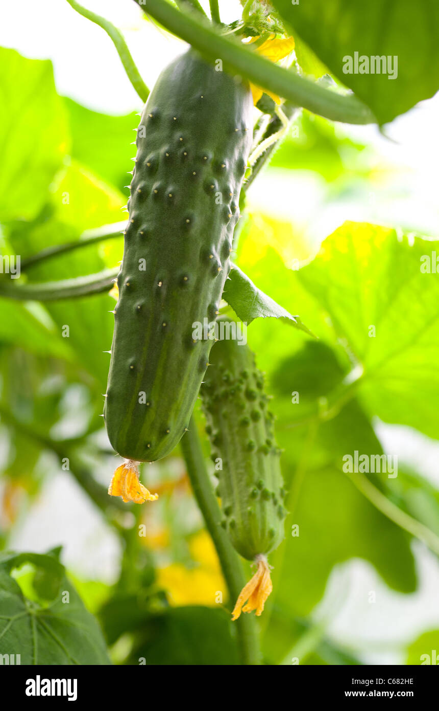 Growing cucumber hi-res stock photography and images - Alamy