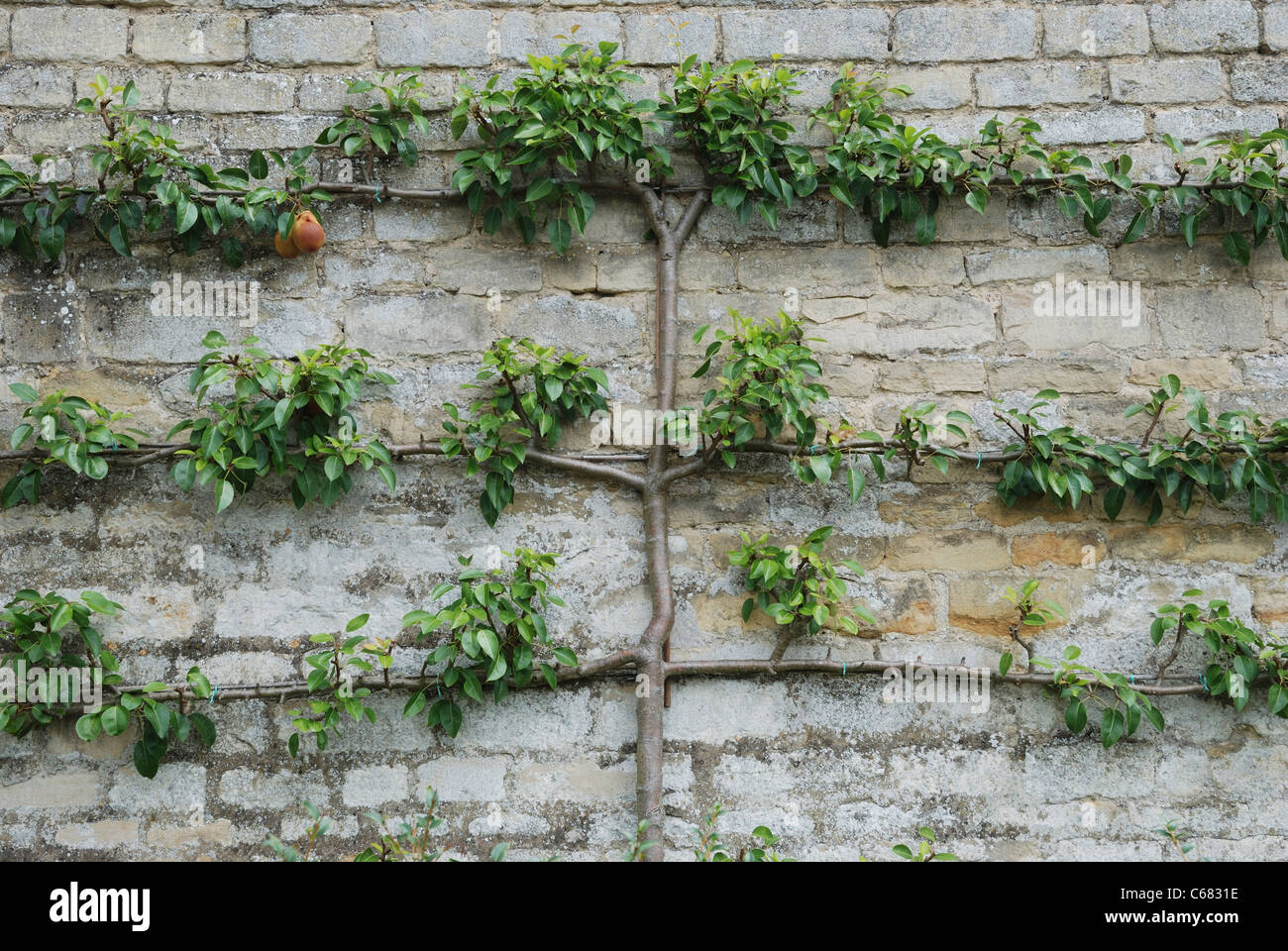 A pear (Pyrus) espalier tree at Easton Walled Gardens, Easton