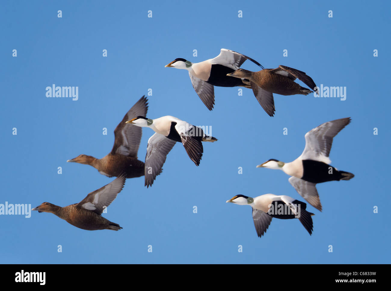 Common Eider (Somateria mollissima). Ducks and drakes in flight. Stock Photo