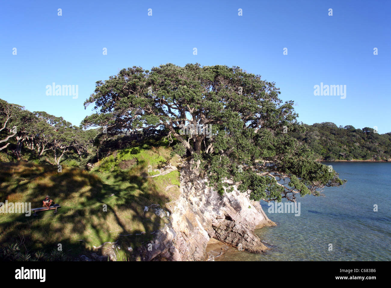 Pohutukawa growing on the waters edge in Tryphena Harbor. Stock Photo