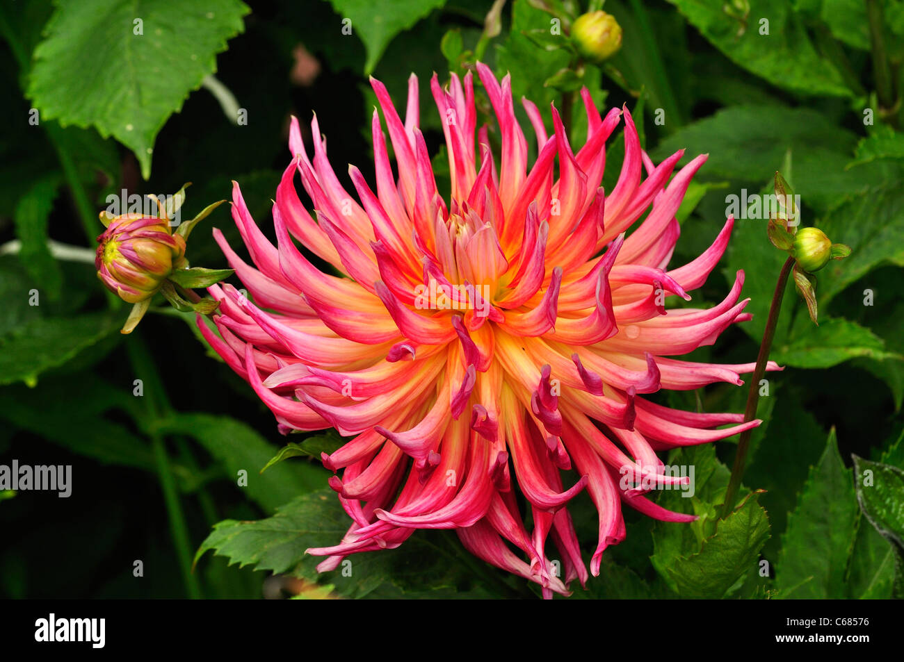 A perfect flower head of a pink dahlia in an English garden UK Stock Photo