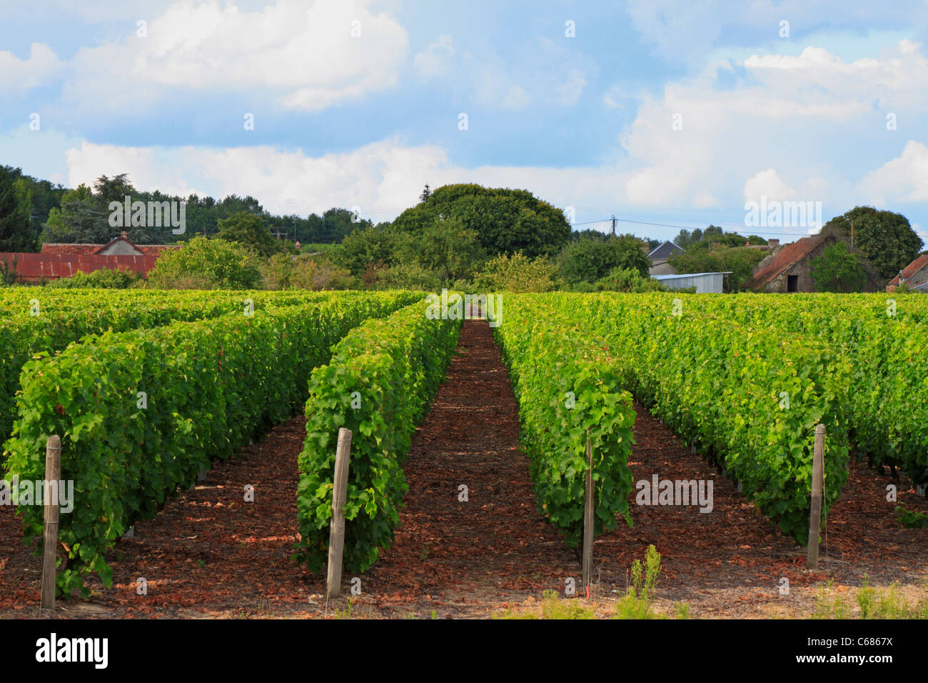 Touraine vineyard Domaine Leveque at Noyers sur Cher in the Loire Valley, France. Stock Photo