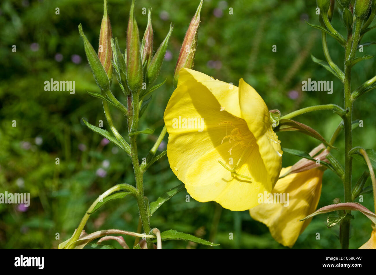 Evening primrose flower Stock Photo