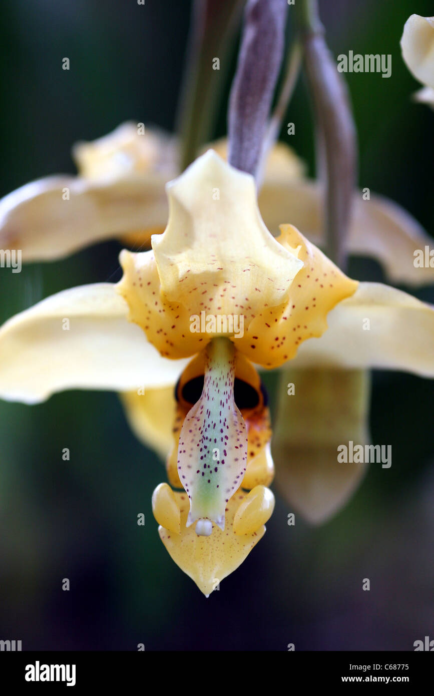 Detail of Amazonas Orchid (stanhopea) in Chachapoyas, Peru, South America Stock Photo