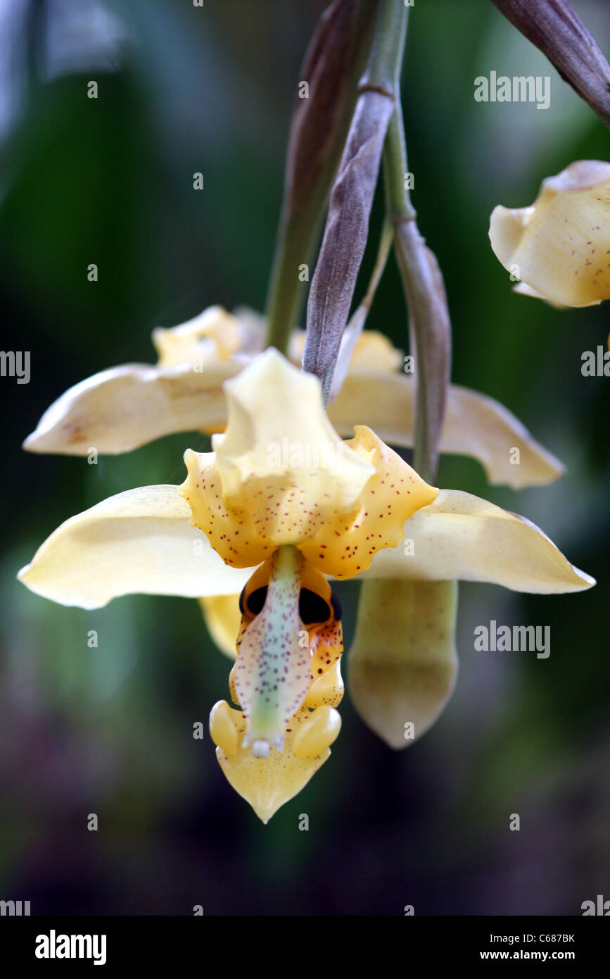 Detail of Amazonas Orchid (stanhopea). Chachapoyas, Peru, South America Stock Photo