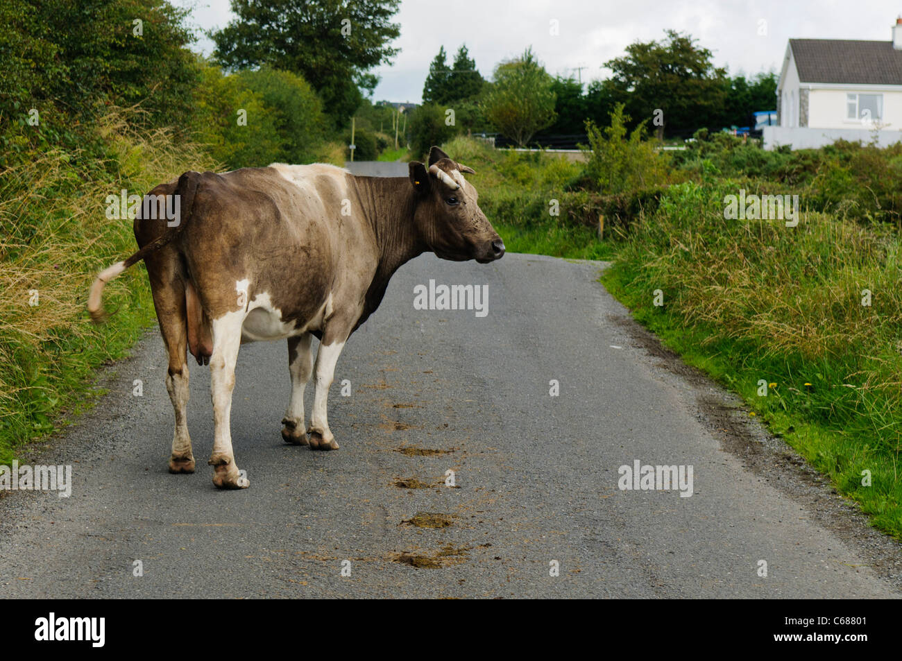 Cow in the middle of a country road Stock Photo