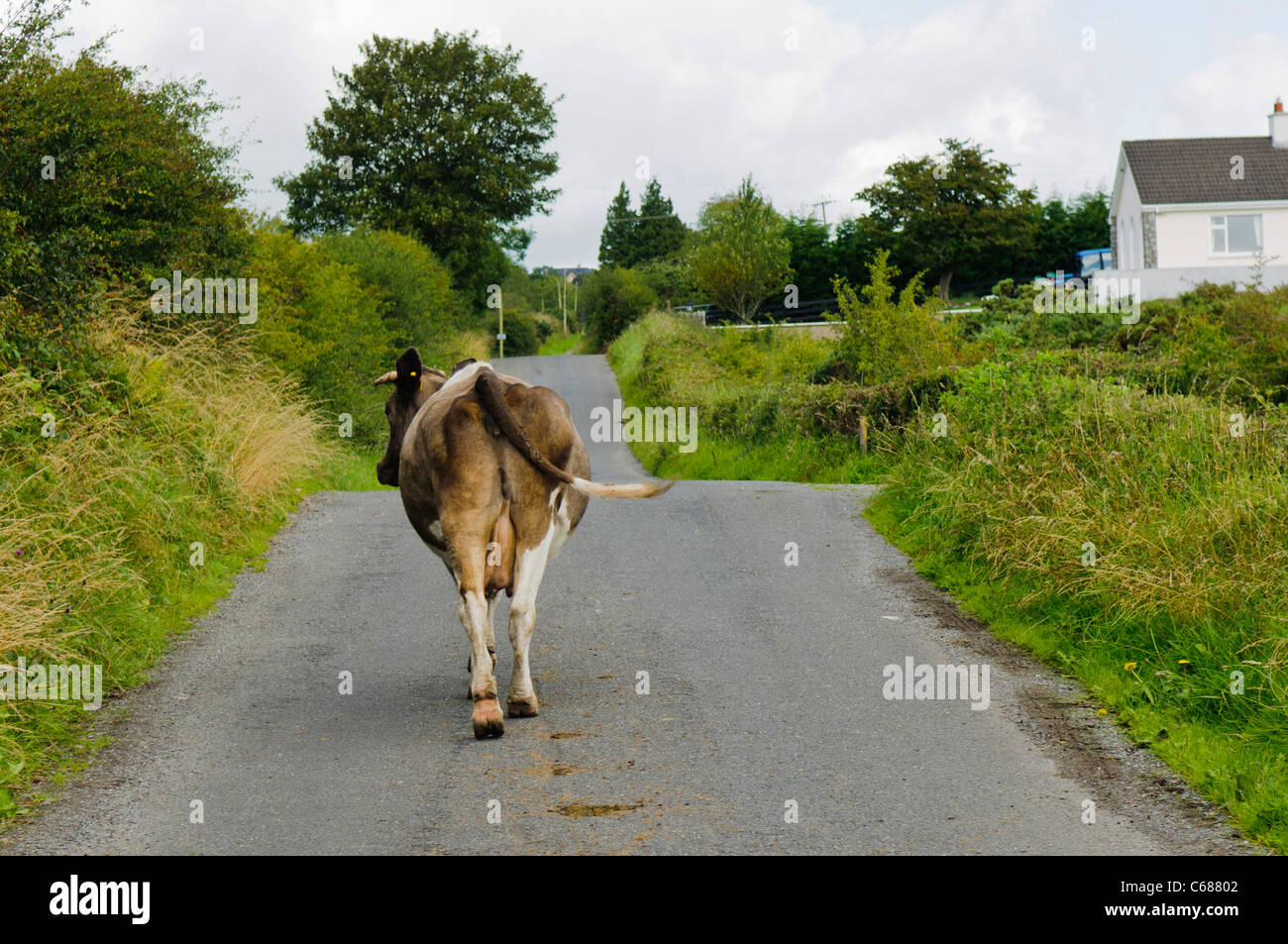 Cow in the middle of a country road Stock Photo