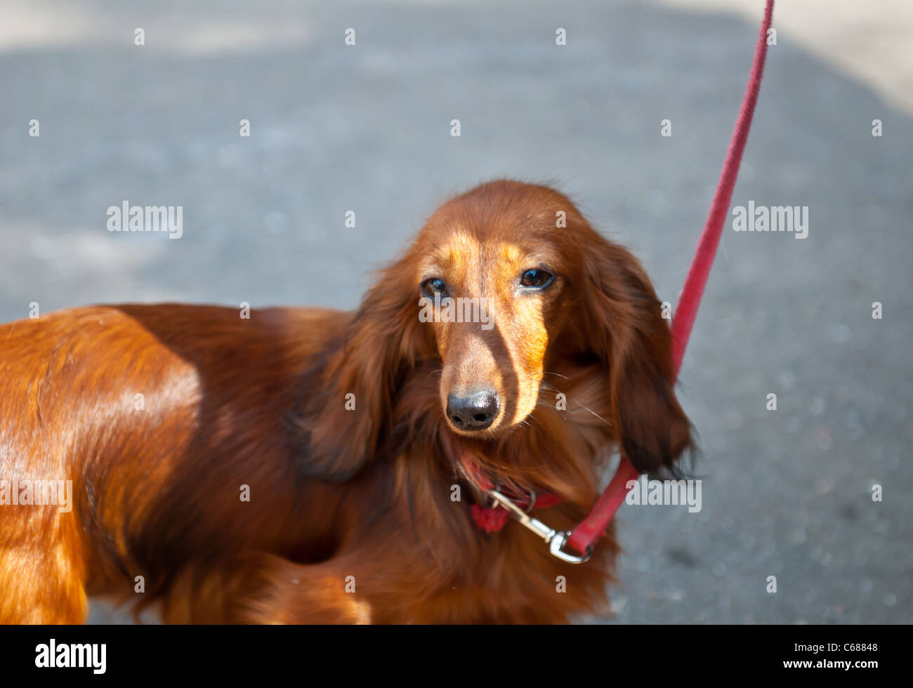 The dachshund is a short legged long bodied dog breed belonging