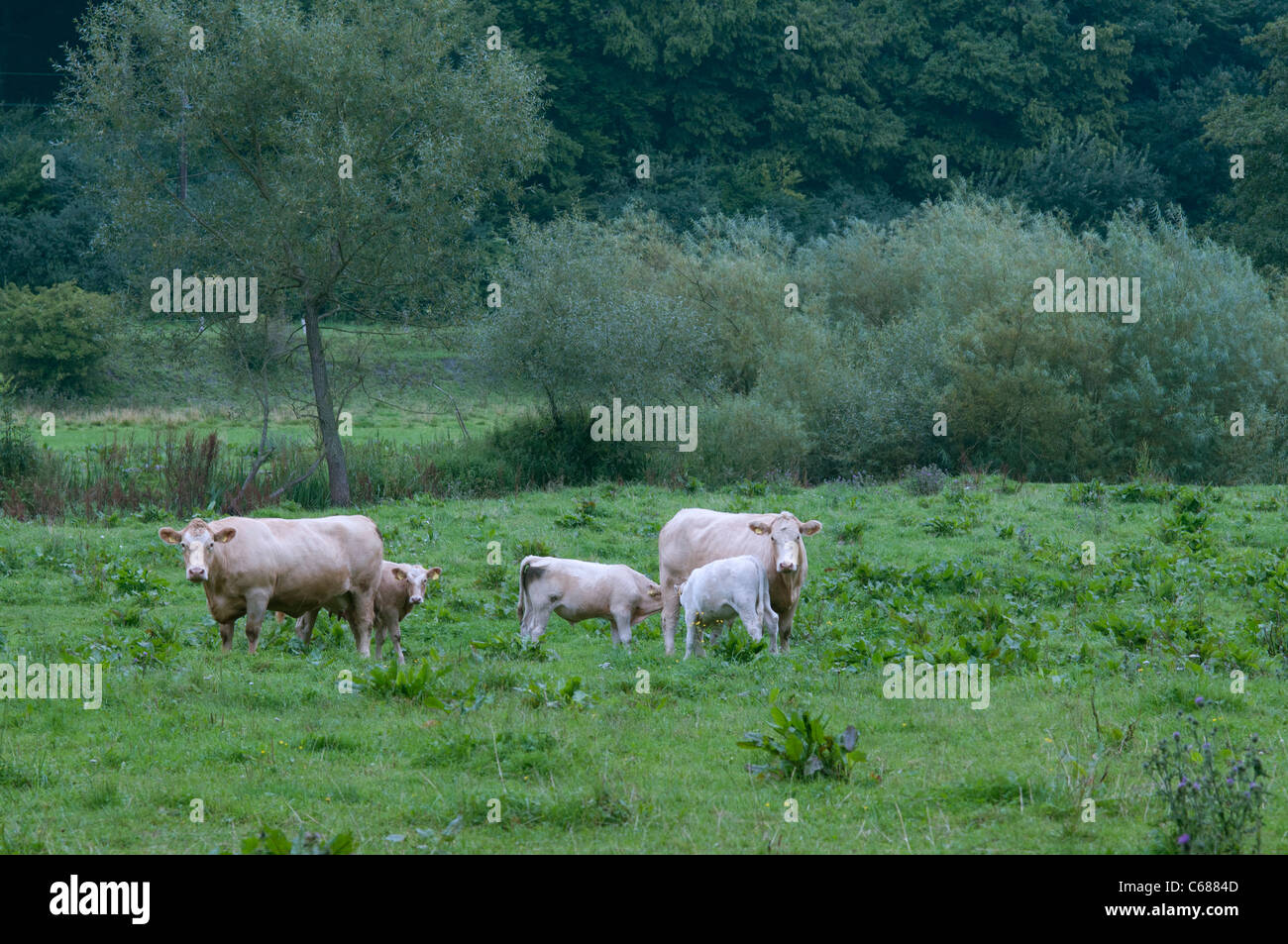 Cows with calves on a summer meadow Stock Photo - Alamy