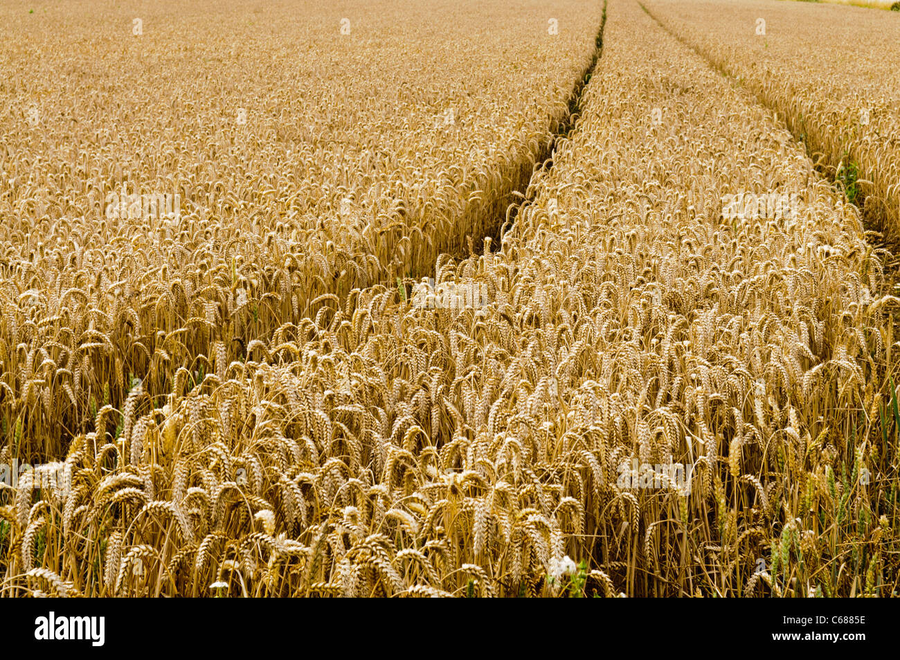 Field of wheat with tractor tracks Stock Photo - Alamy