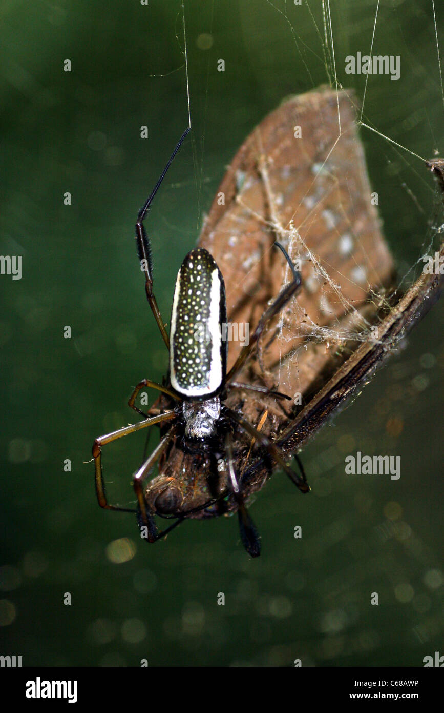 Large spider feeding on recently caught butterfly. Stock Photo