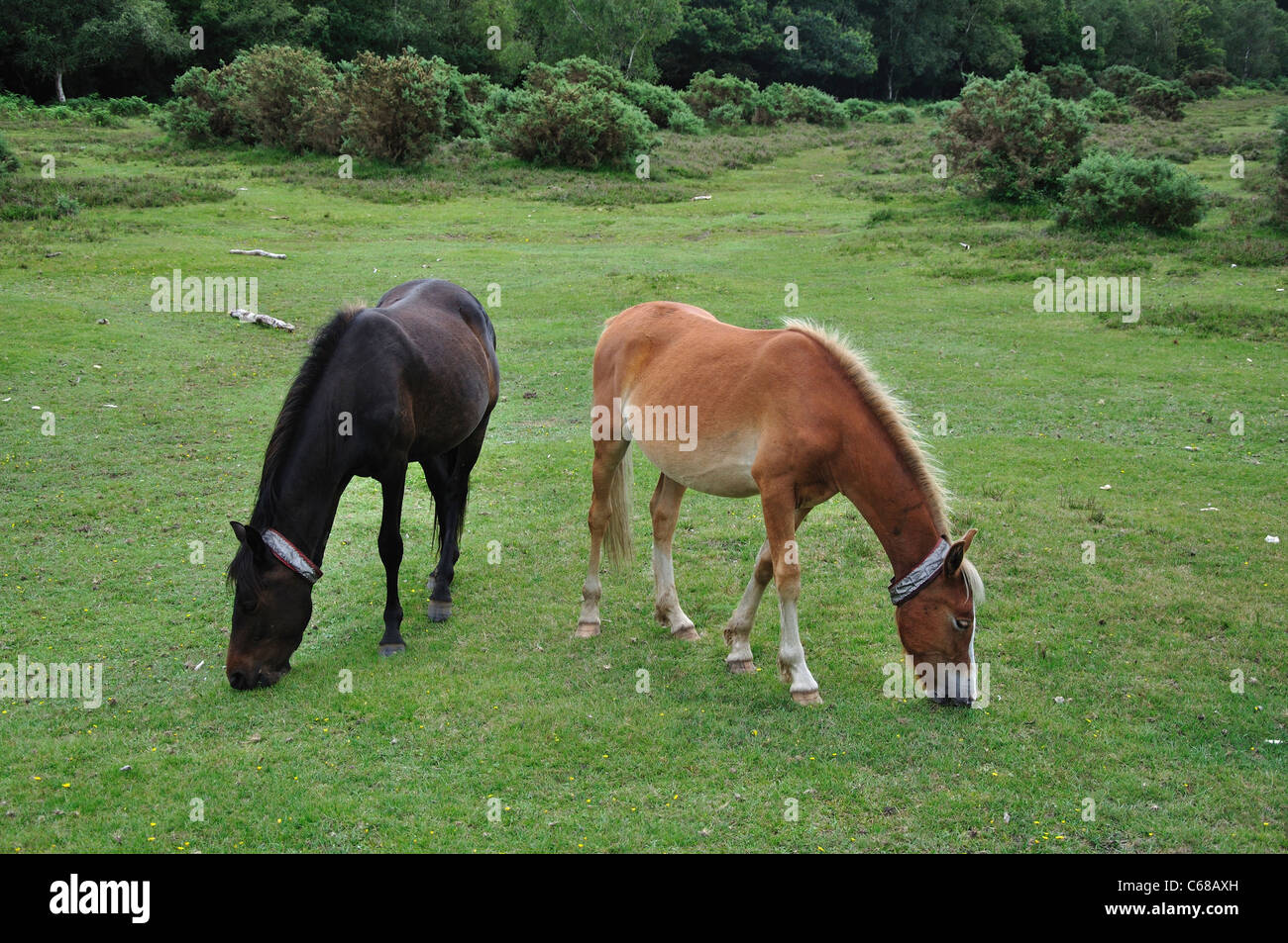 Two New Forest ponies grazing peacefully Hampshire UK Stock Photo