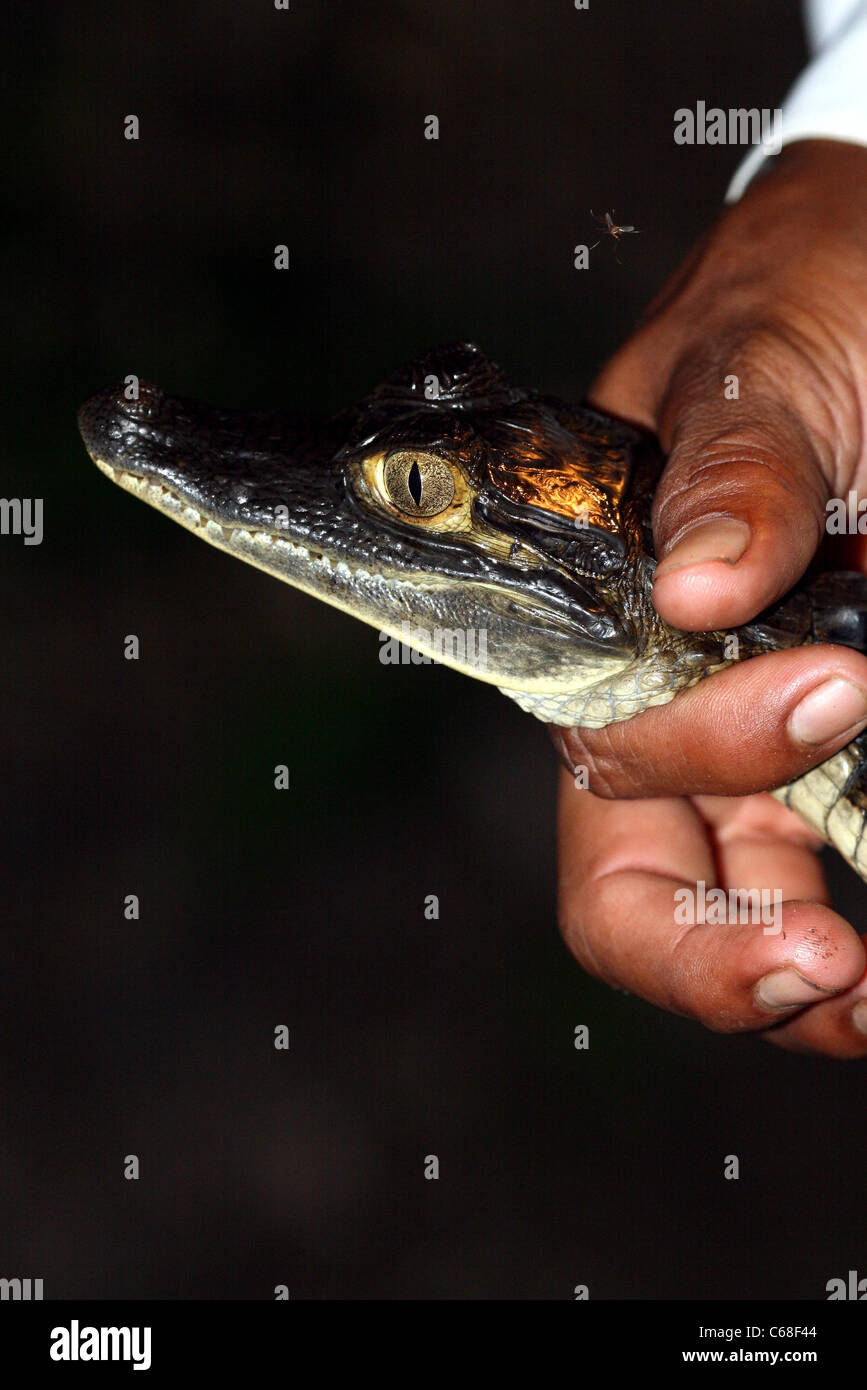Guide holds a juvenile Black caiman (Melanosuchus niger) in the Amazon jungle. Stock Photo
