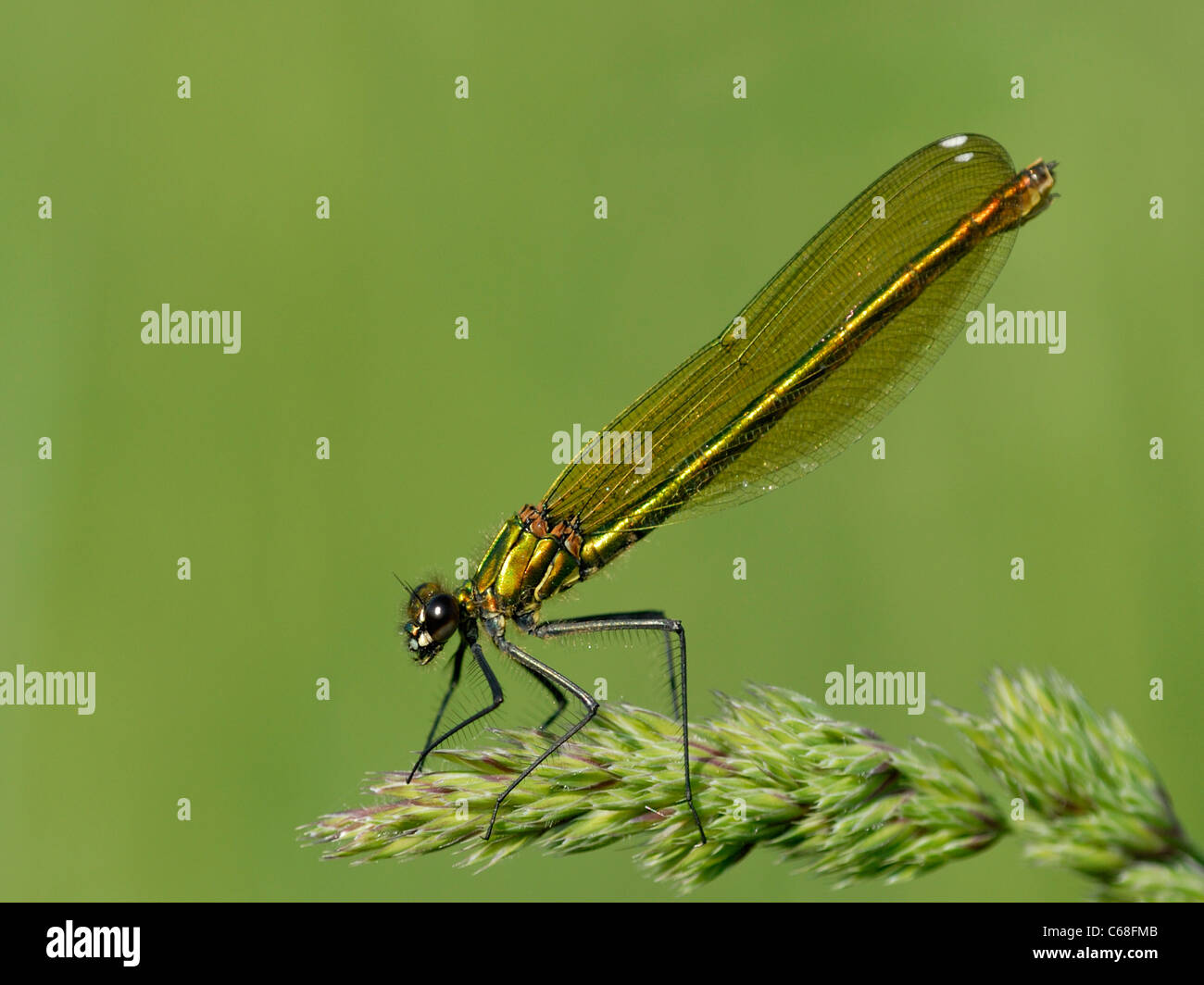 Large Slow Moving Insects Slow moving insects hi-res stock photography and images - Alamy