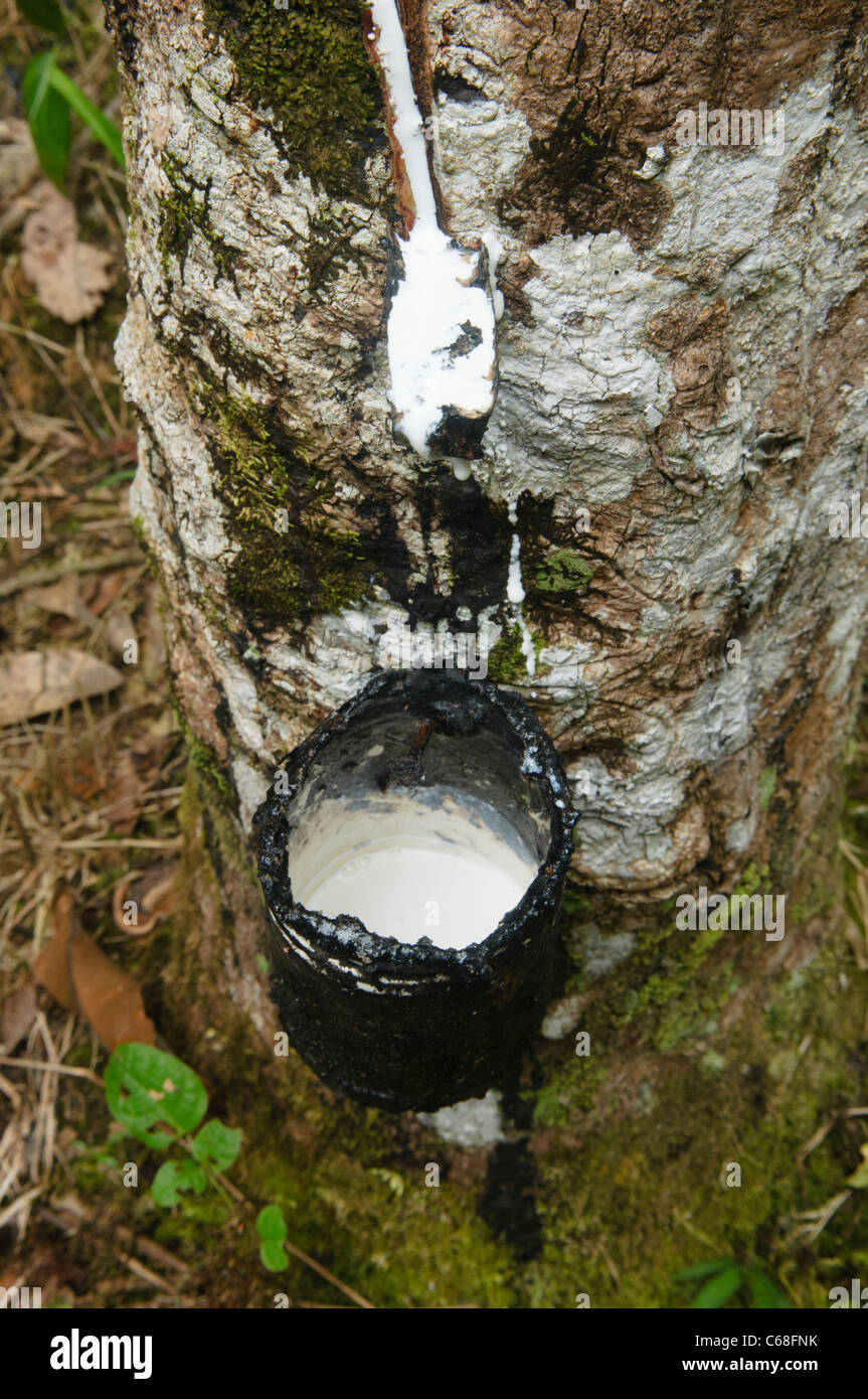 Where Does Latex Come From