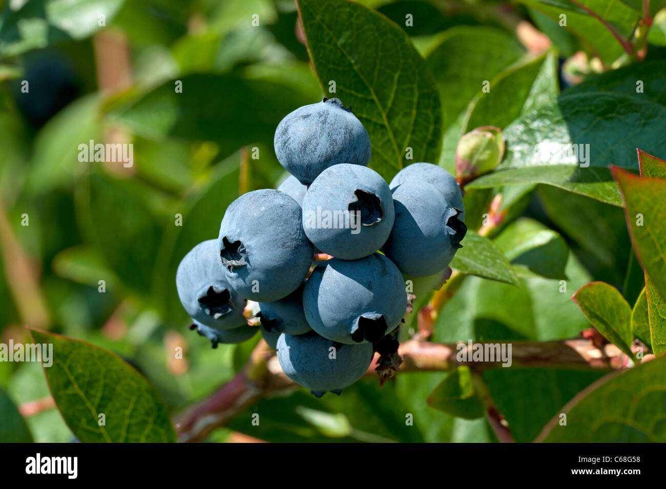 Can Fruit Be Brought Into Canada Cabasa Fruit
