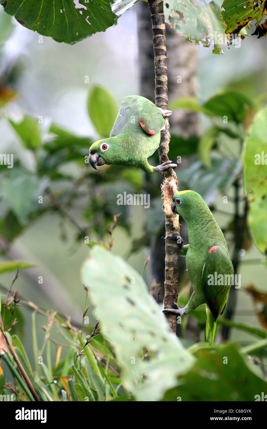 Yellow headed Loros (Amazona Ochrocephala) eating a plant in the Amazon jungle. Lagunas, Loreto, Peru Stock Photo
