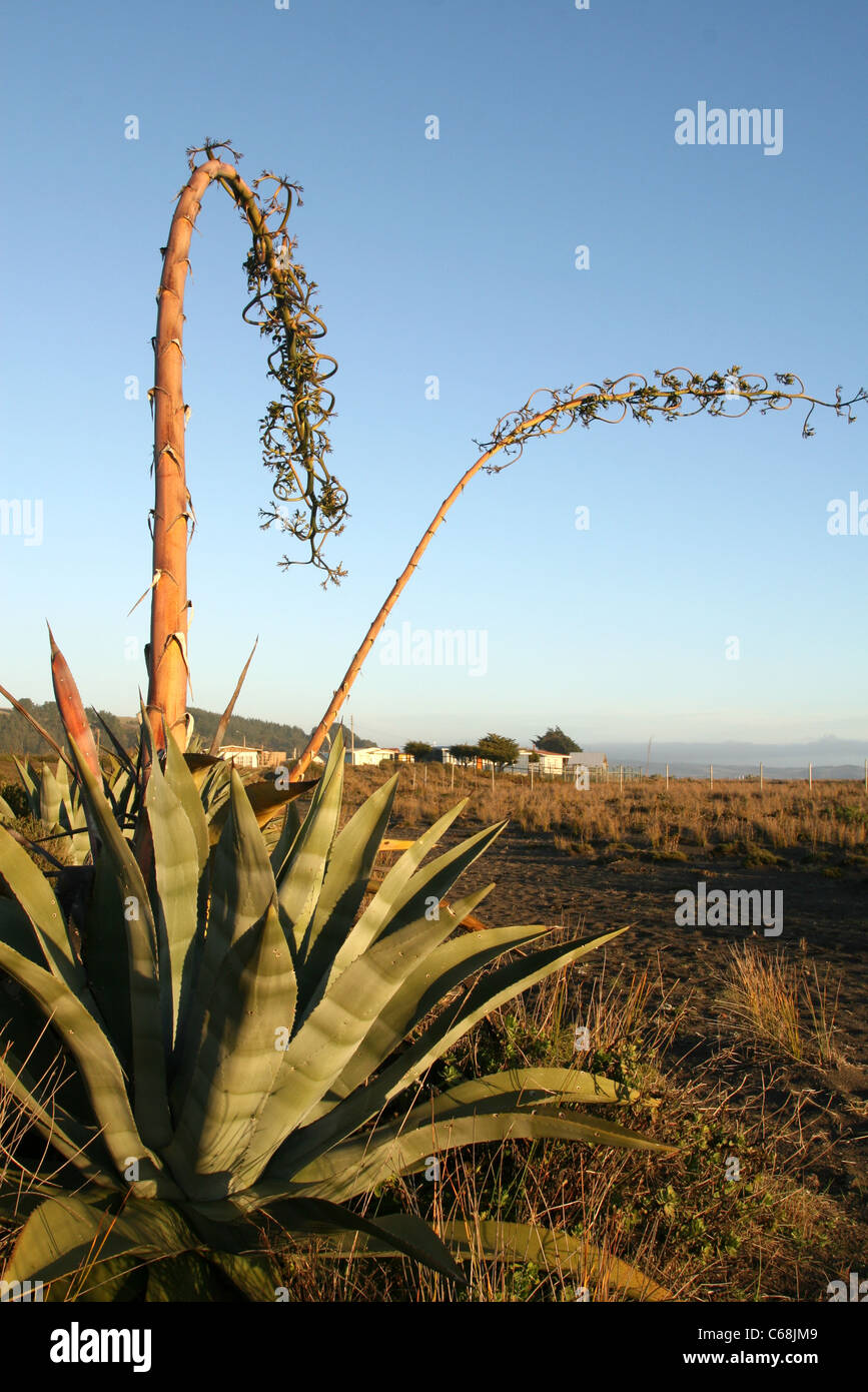 Flowering Century plant (Agave americana) on Pilicura Beach. Cobquecura, Biobio, Chile, South America Stock Photo