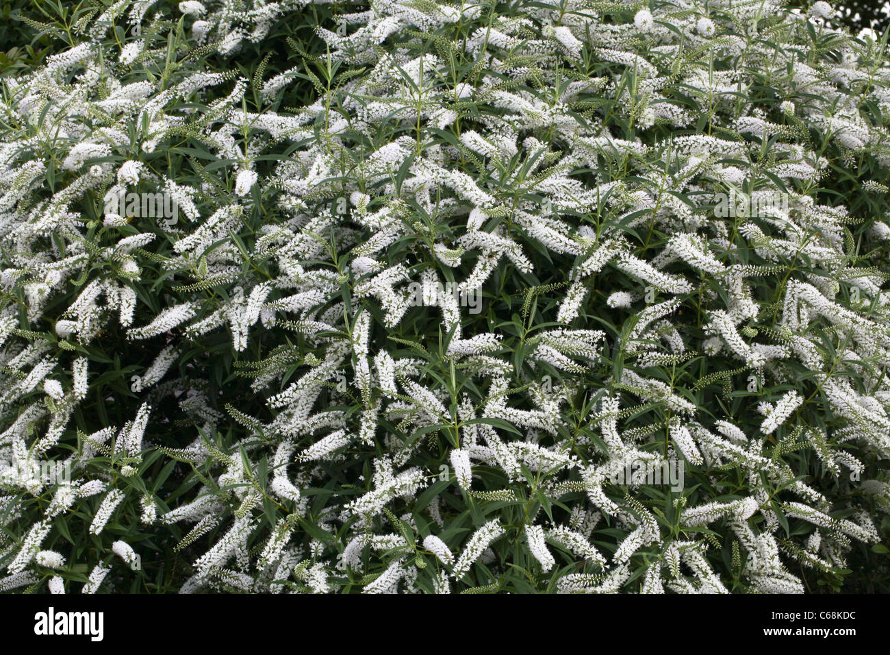 White hebe flowers showing shrub Stock Photo