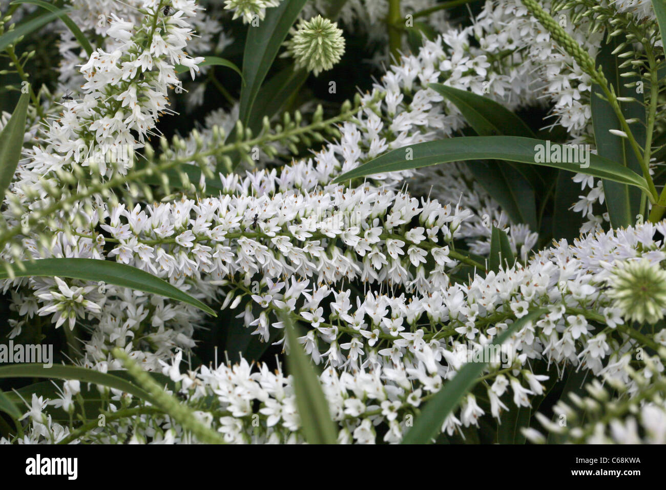 White hebe flowers Stock Photo