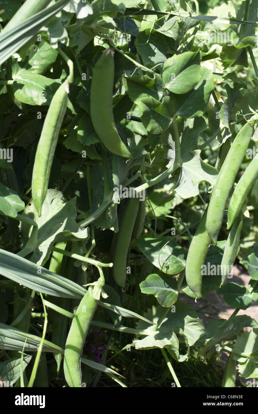 Garden peas cropping Stock Photo