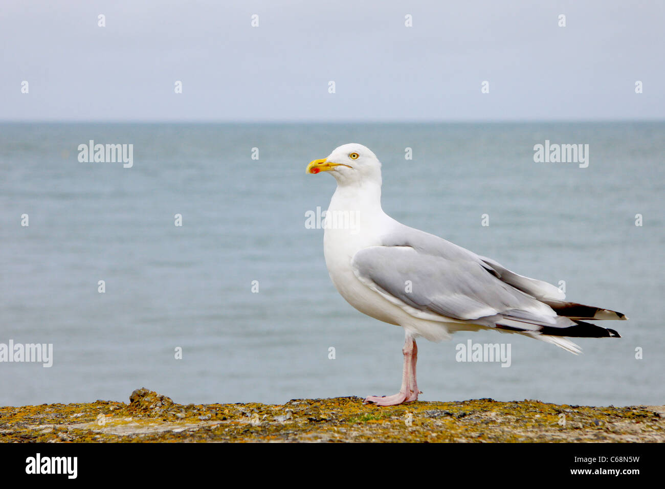 Herring gull standing on rocks Stock Photo