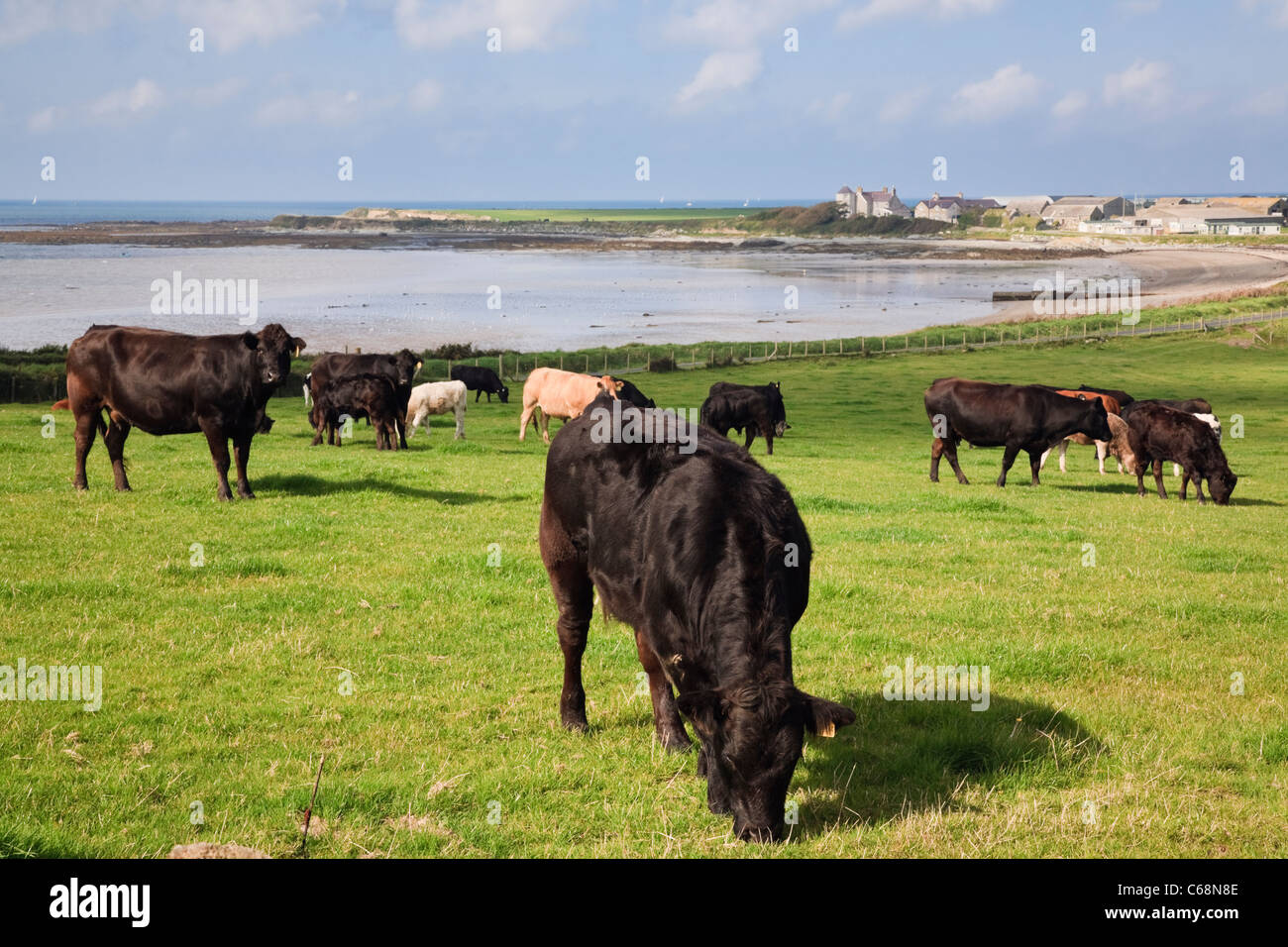 Pastoral scene with cattle in a field on coastal farm beside sea at Porth Penrhyn-Mawr, Llanfwrog, Isle of Anglesey, North Wales, UK Stock Photo
