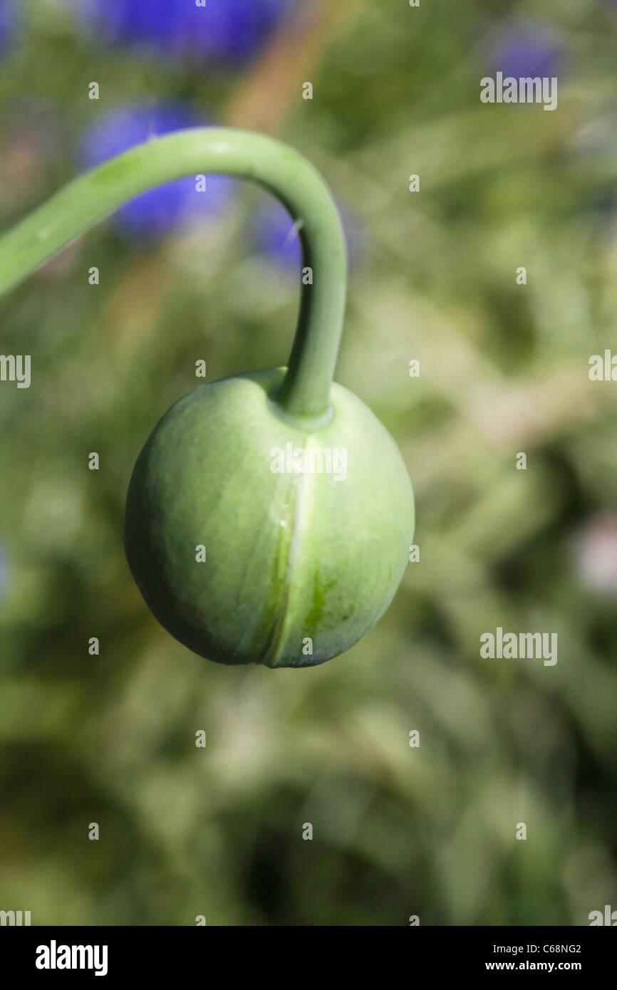 Poppy bud Stock Photo