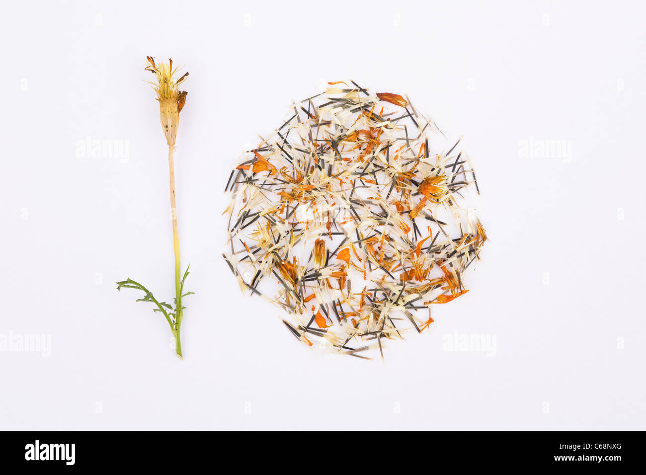 Tagetes patula . French marigold seeds and seedhead on a white background. Stock Photo