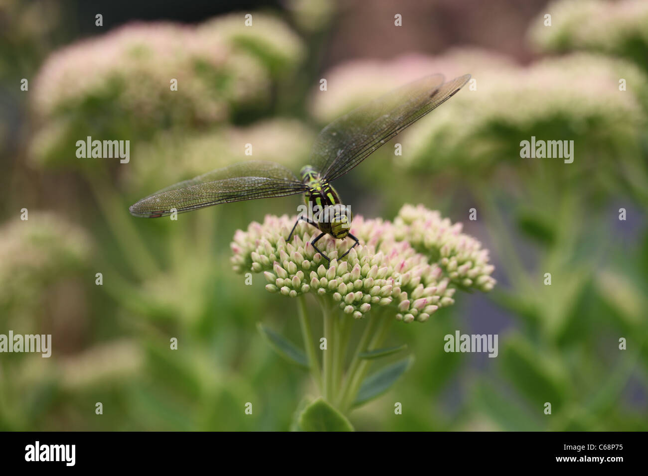 Aeshna Cyanea  Southern Hawker female Stock Photo