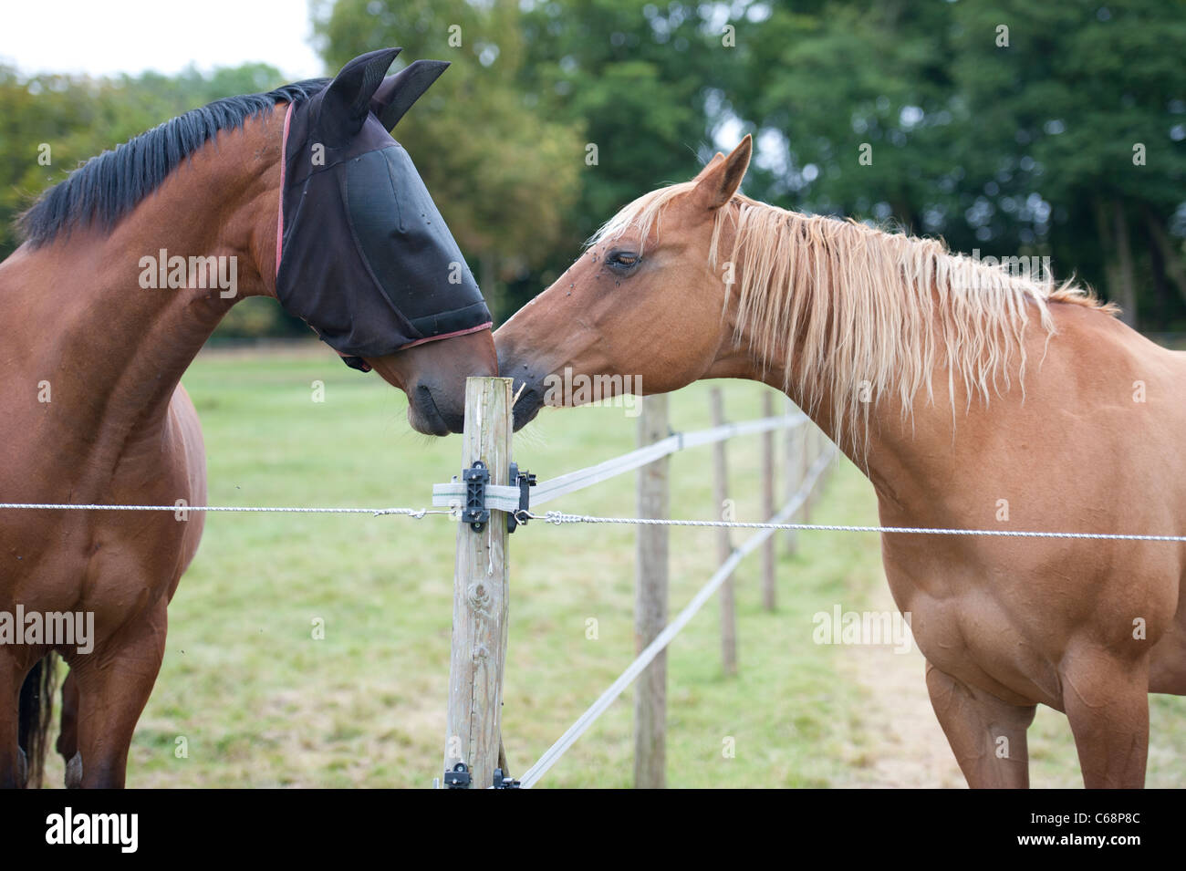 Affectionate horses hires stock photography and images Alamy