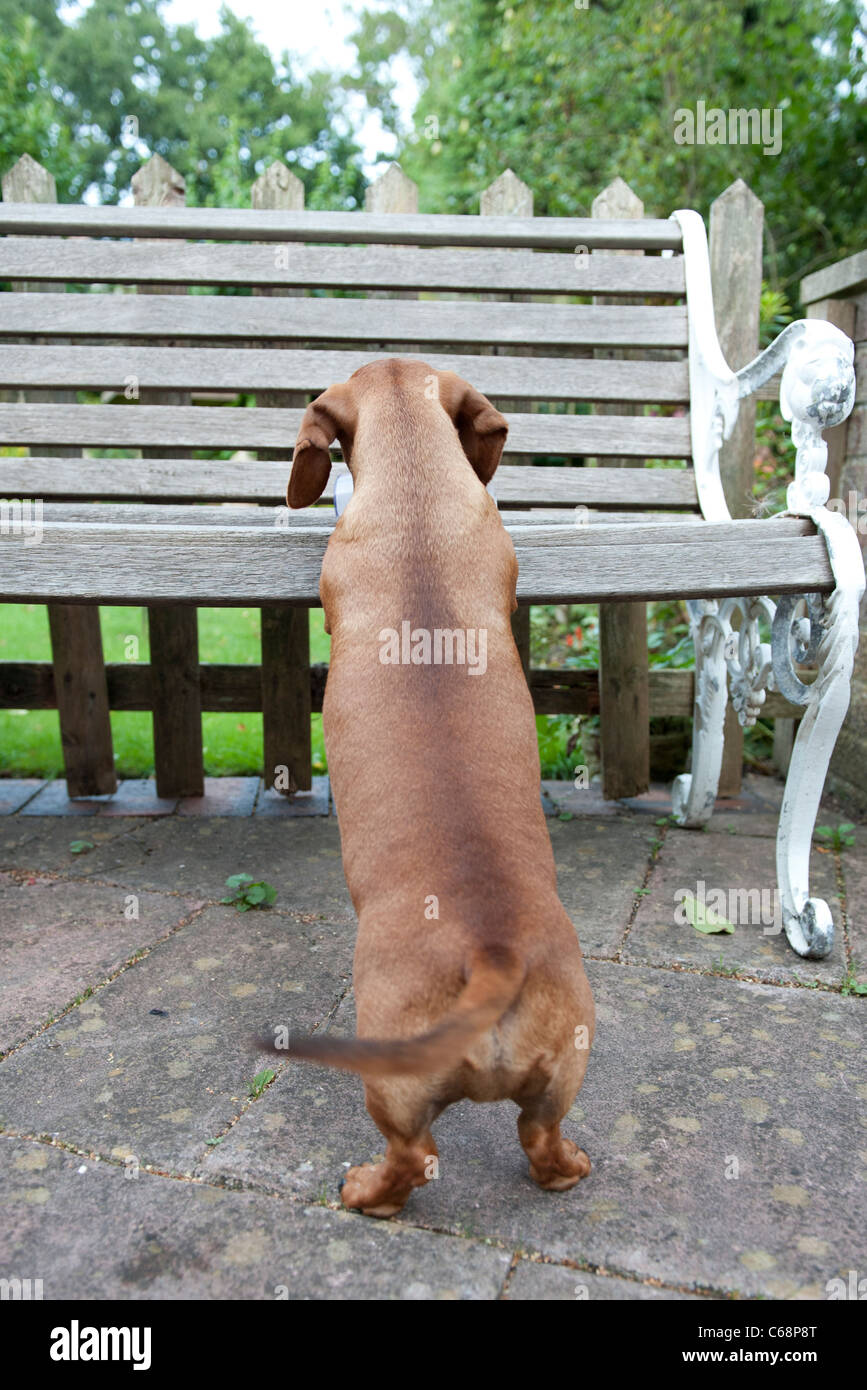 sausage dog bench