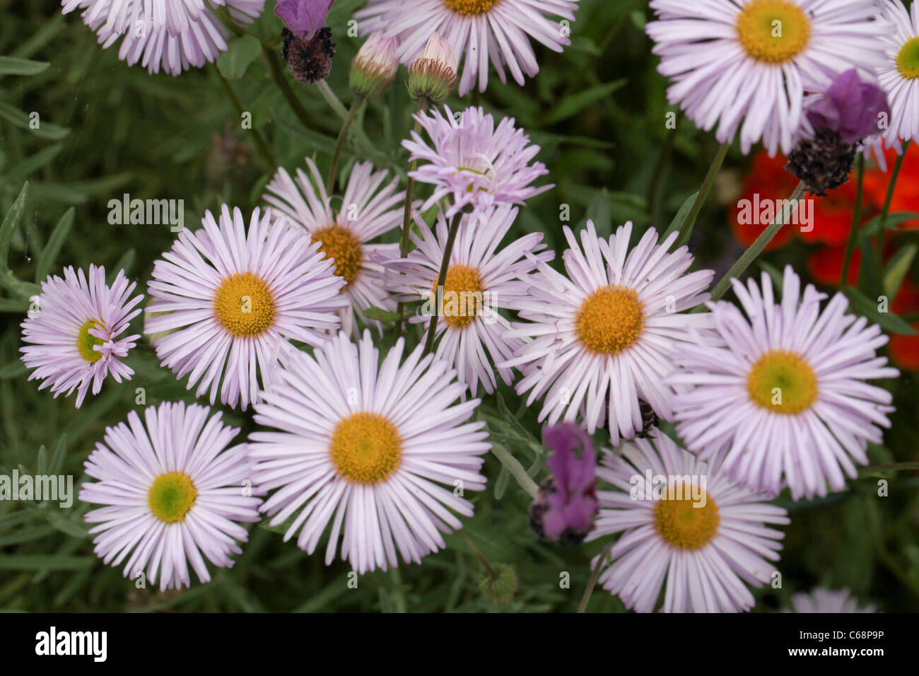 Erigeron Stock Photo