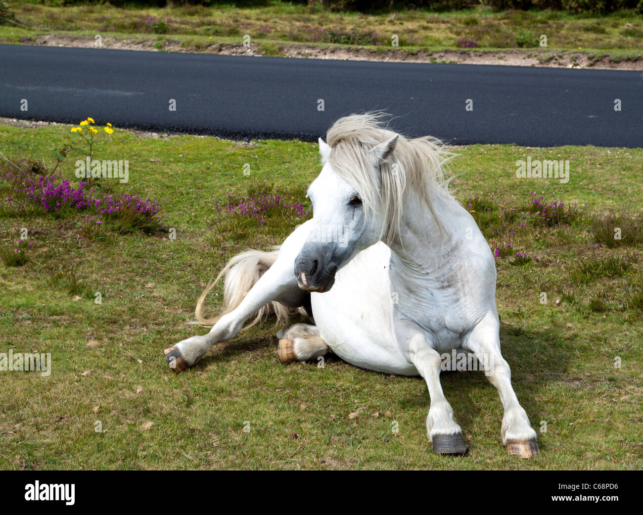 Lone wild horse hi-res stock photography and images - Alamy