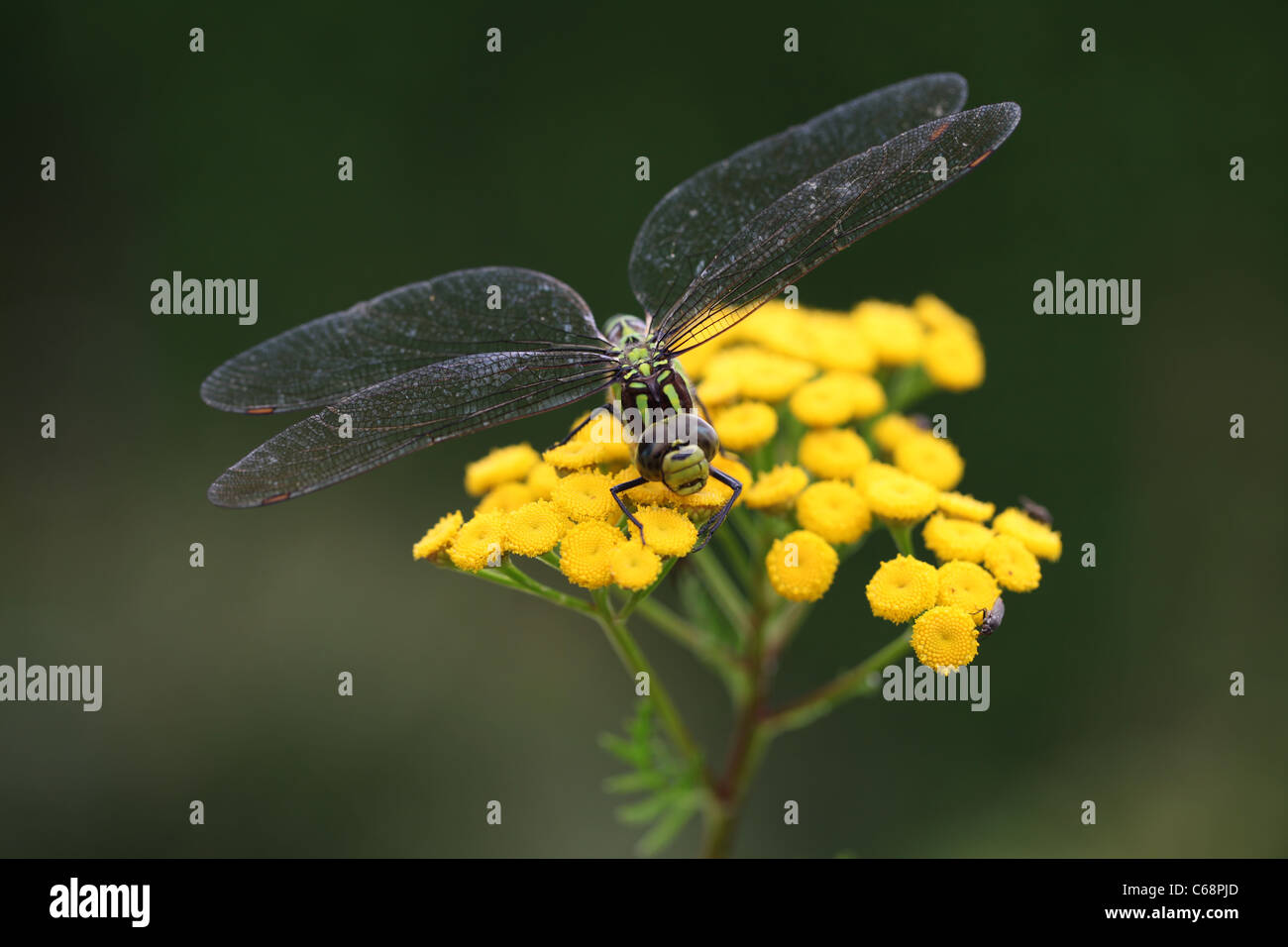 Female Southern Hawker Dragonfly on a Fennel Flower Stock Photo