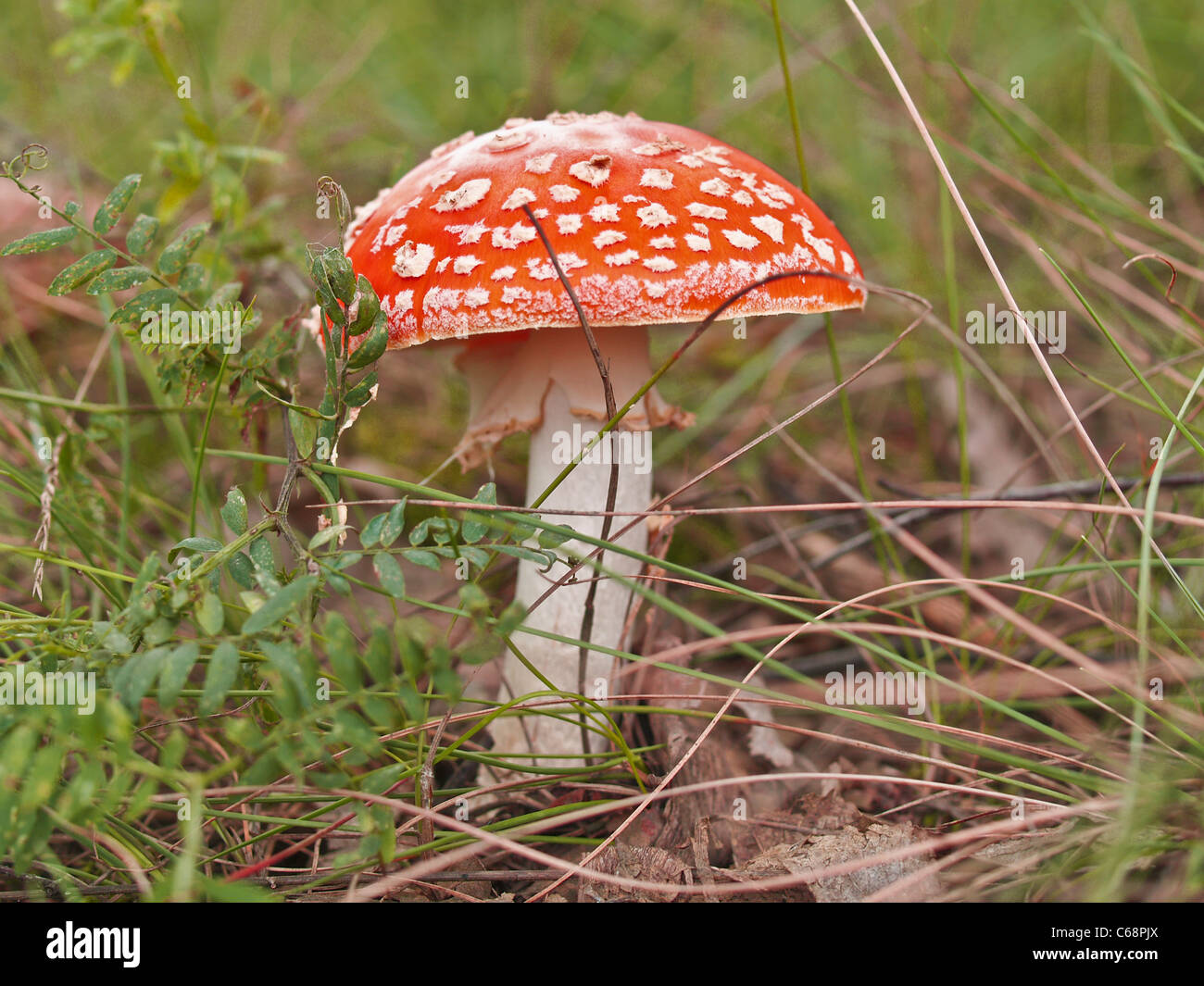 Detail photo of a fly agaric Stock Photo