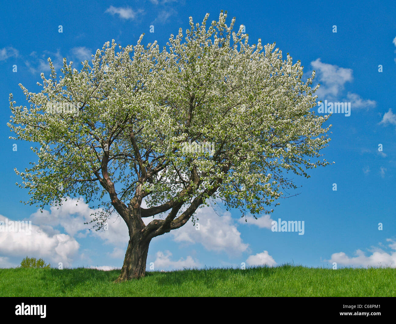 a blooming cherry tree in spring Stock Photo