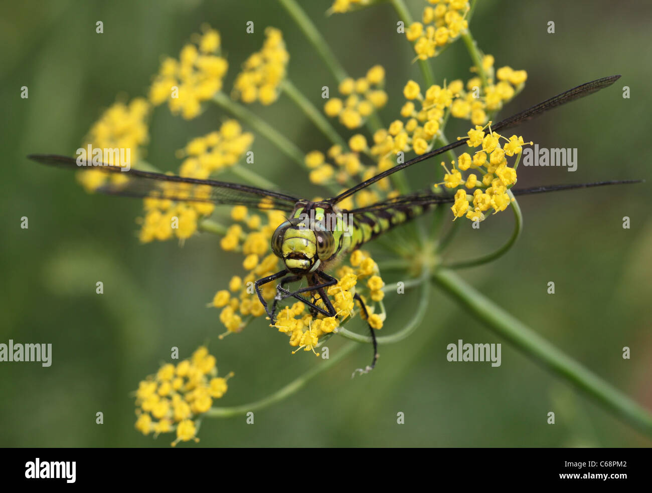 Female Southern Hawker Dragonfly on a Fennel Flower Stock Photo