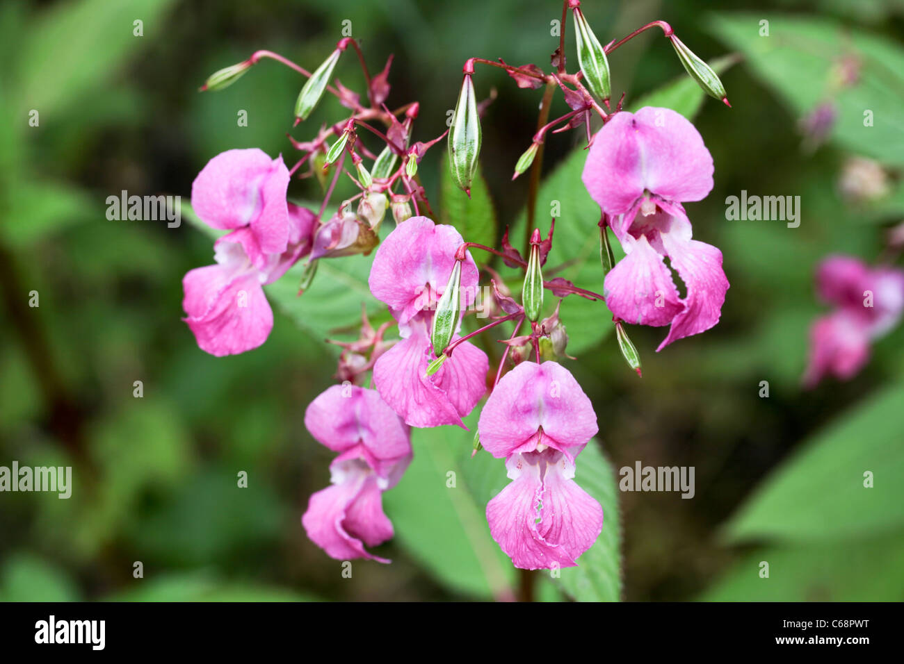 Impatiens glandulifera. An invasive nonnative plant Stock Photo Alamy