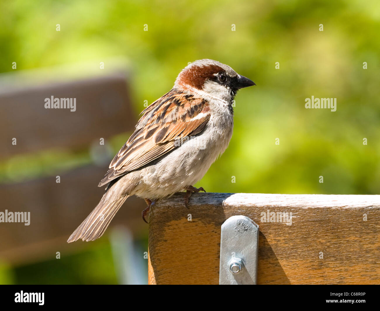 ein Spatz sitzt auf der Kante von einem Stuhl | a sparrow is siting on the border of a chair Stock Photo