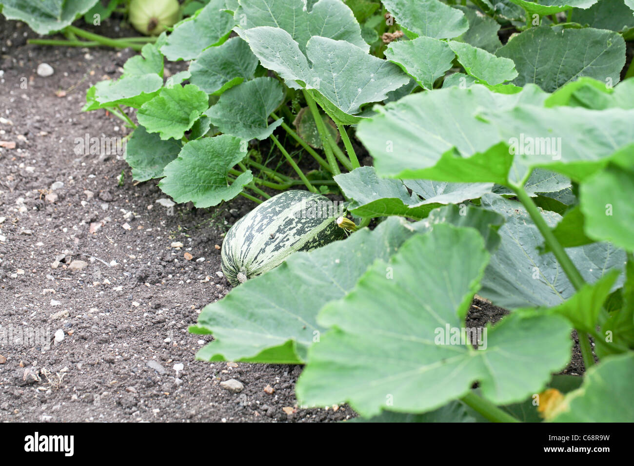 Marrow growing Stock Photo